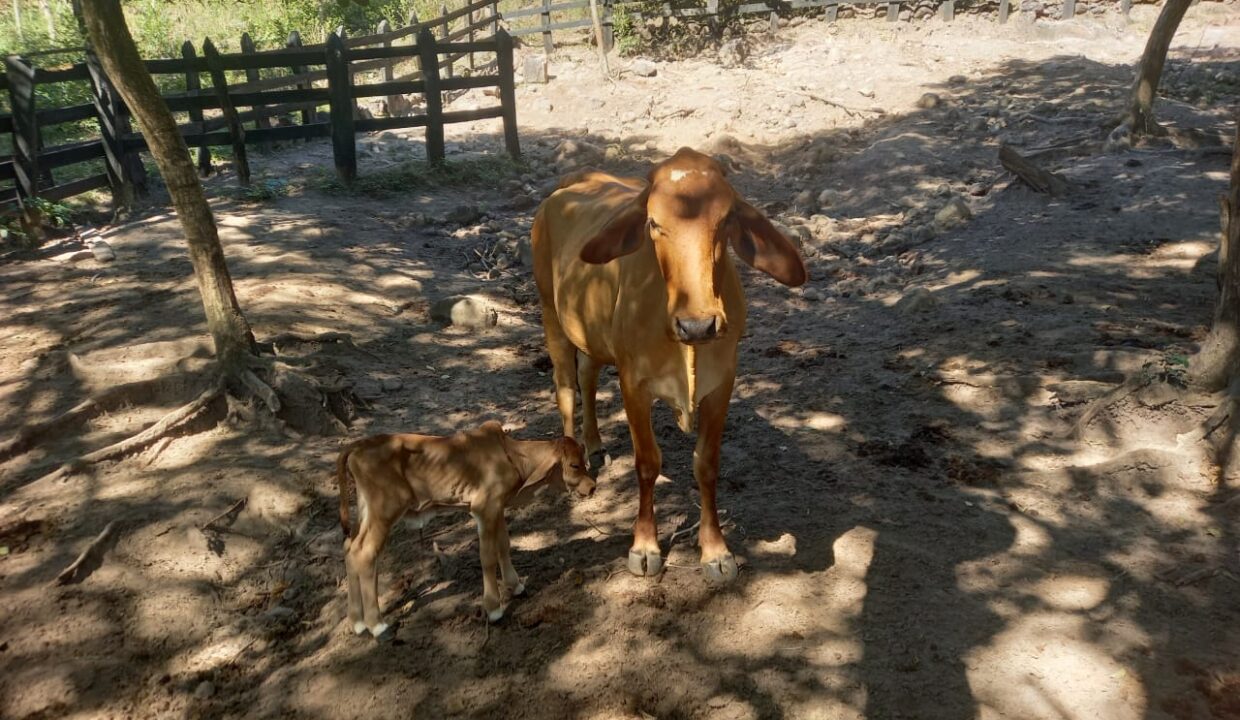 WhatsApp Image 2026-01-26 at 5.28.23 PM